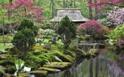 ”Freule Daisy” liet in het begin van de negentiende eeuw de eerste Japanse tuin in Nederland aanleggen.. beeld Theo Haerkens