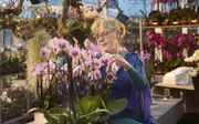 Haar liefde voor orchideeën heeft Coby Stolk uit Waddinxveen zelf ook verbaasd. Van kromgegroeide exemplaren maakt ze bloemstukken. beeld Gerard-Jan Vlekke