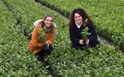 Verkoper Dionne Oomen (l.) en theesommelier Anne Adams van Tea by me tussen de theeplanten op kwekerij Special Plant in Zundert.  beeld Erald van der Aa