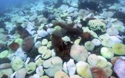 Witgebleekt koraal in de buurt van Koh Tao, een eiland in de Golf van Thailand. Het witte koraal gaat in de meeste gevallen uiteindelijk dood.  beeld Bert Hoeksema