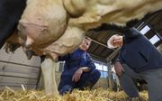 Hoogleraar Herman de Boer (r) ontwikkelt met zijn bedrijf Mastivax een behandeling om uieronsteking bij koeien aan te pakken. Foto: De Boer bekijkt de uier van een koe van zijn buurman Elroy van den Bremer in Oosterwolde. beeld Rens Hooyenga