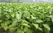 Bij genetisch gemanipuleerde tabaksplanten is de natuurlijke fotorespiratie zo goed als uitgeschakeld, waardoor ze zelf geen stikstof meer kunnen assimileren en afhankelijk worden van kunstmest. Foto: tabaksboerderij. beeld iStock