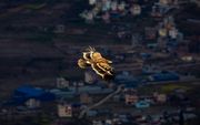 Een arend vliegt boven de Nepalese hoofdstad Kathmandu. beeld EPA