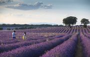 Een lavendelveld in het Spaanse dorp Guadalajara. beeld EPA