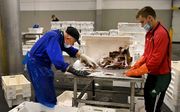 De vis wordt verwerkt op de visafslag van IJmuiden. beeld ANP, Olof Kraak