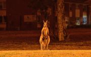 Een kangoeroe maakt zich uit de voeten in Nowra (New South Wales). beeld AFP