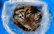 Een plastic zak met daarin het vel van een Sumatraanse tijger. Het dier op het Indonesische eiland Sumatra wordt met uitsterven bedreigd. De verkoper liep tegen de lamp toen de potentiële koper een undercoveragent bleek. beeld AFP