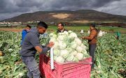 Handelsoorlog tussen Israël en Palestijnen over landbouwproducten verder verscherpt. beeld AFP