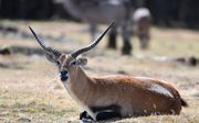 Een impala. Acht van dit soort dieren lieten het leven bij de brand in Beekse Bergen. beeld AFP