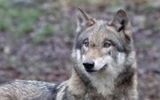 Een wolf in een Duits natuurpark. beeld AFP