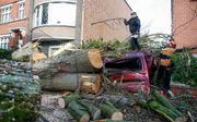 Een door Ciara omgeblazen boom in Brussel. beeld EPA