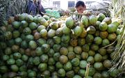 Een Indiase arbeider lost kokosnoten op de groothandelsfruitmarkt in Jammu, India. beeld EPA
