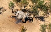 De olifanten zijn in ieder geval niet door stropers gedood, omdat de dieren werden gevonden met intacte slagtanden. Beeld EPA