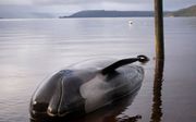 Een walvis, een van de minstens 380 gestrande die zijn omgekomen, spoelt op 24 september 2020 aan in Macquarie Harbour aan de westkust van Tasmanië. beeld AFP, Mell CHUN