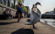 Een zwaan schudt zich uit op de kade van het Duitse Hamburg. beeld EPA
