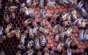 Een bijenvolk in een kijkkast. beeld ANP