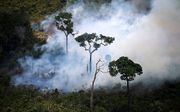 Brand in het Amazoneregenwoud. beeld AFP