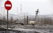 Een verdwaalde ijsbeer aan de rand van de Russische stad Norilsk, honderden kilometers verwijderd van zijn natuurlijke habitat. beeld AFP