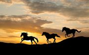 „Openbaring 9 ziet de aardbewoners doordraven als paarden met oogkleppen op.” beeld iStock