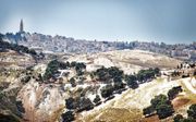 De Olijfberg bij Jeruzalem. beeld RD, Henk Visscher