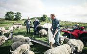 De Texelse schapenhouder Jan Willem Bakker voert zijn schapen. Piet Vellema (l.) en veearts Eveline Dijkstra kijken toe. beeld Maarten Boersema