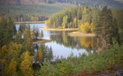 Wandelen door de bossen van Noord-Zweden voert langs talloze meren. beeld RD