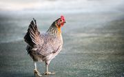 „Het beeld van de kippenstal dat Nepluvi in de advertentie gebruikt, is veel te rooskleurig over het leven van zo’n 90 procent van de vleeskuikens in de EU,” zegt Anne Hilhorst van Wakker Dier. beeld Unsplash