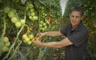 Tomatenteler Peter Duijvestijn in de kassen van Duijvestijn Tomaten  in Pijnacker. beeld Gerard ten Voorde