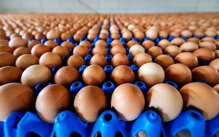 In 2017 werden miljoenen eieren vernietigd omdat er het insecticide fipronil in bleek te zitten. beeld ANP, Robin van Lonkhuijsen
