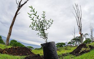 Bomen planten voor zoekopdrachten: het is een vorm van hedendaagse boetedoening. beeld AFP, Michael Tewelde