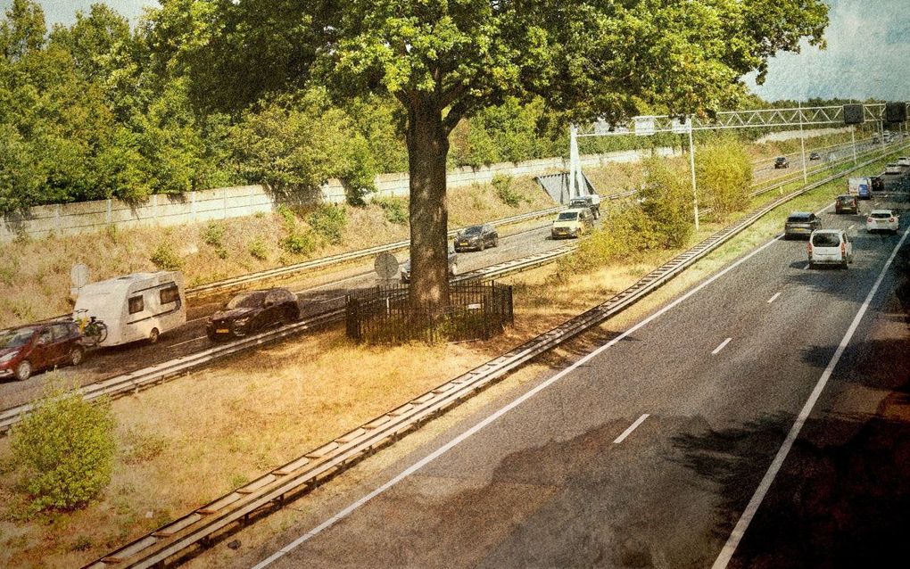 „Inmiddels is de Troeteleik door lucht- en watervoorziening mogelijk de duurste boom in Nederland geworden.” beeld Sjaak Verboom