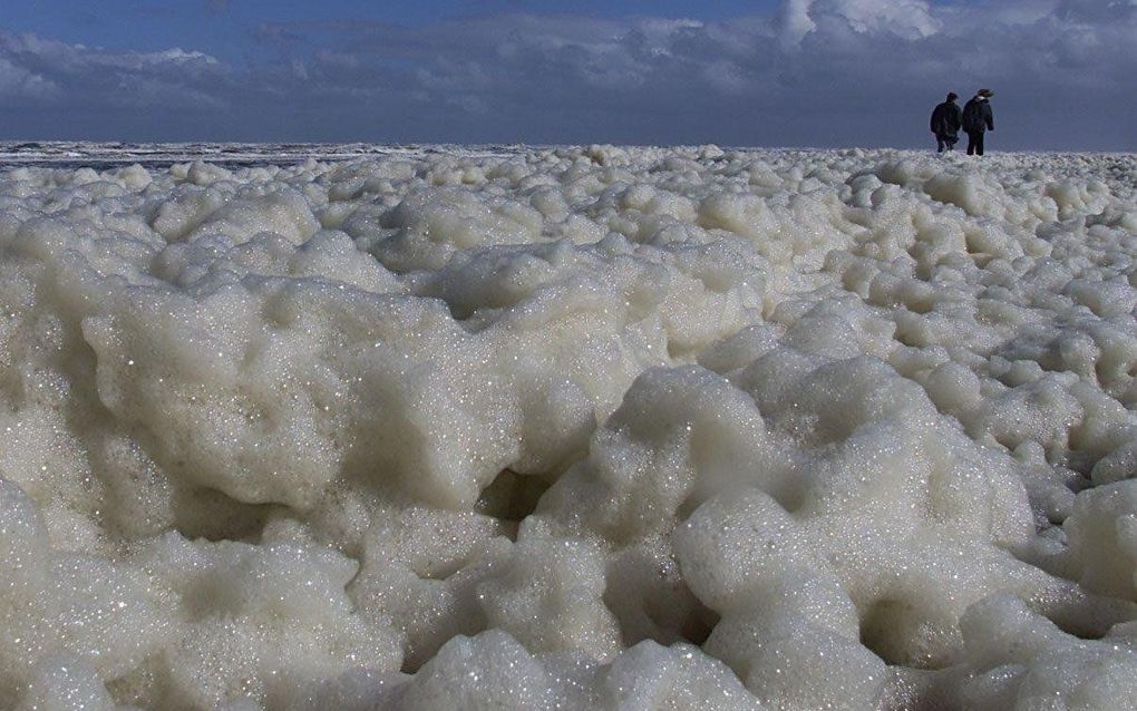 Strand ligt vol met afstervende algen. Foto ANP