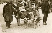 Belgische vluchtelingen trekken in 1914 met een hondenkar van Aalst naar Gent. beeld Replica