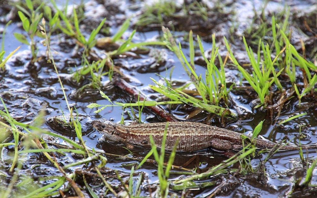 „Weinig veeleisende pad en kikker gaan hard achteruit in Nederland”