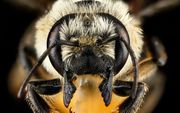 Vooraanzicht van een andere bijensoort van het Megachile-geslacht. beeld Wikimedia Commons