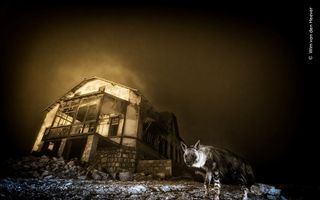 Bruine hyena loopt voor een ruïne langs in de nacht.