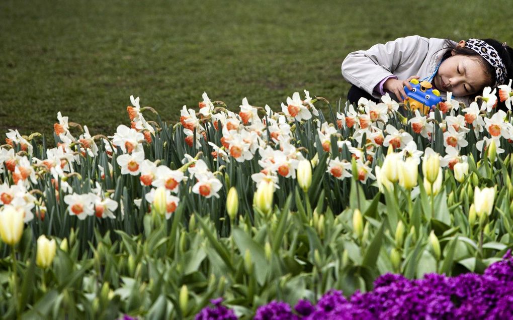 Een jeugdige bezoeker van de Keukenhof in Lisse. beeld ANP RAMON VAN FLYMEN