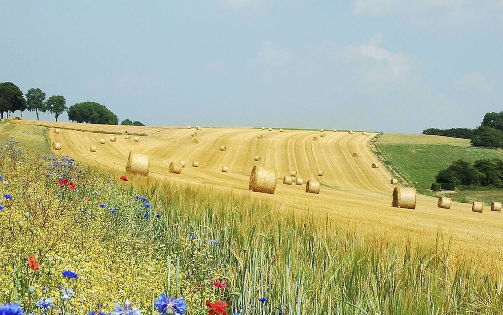 Met name door de landbouw zijn in ons land allerlei halfnatuurlijke landschappen ontstaan die aan vele soorten planten en dieren ruimte bieden. beeld Wikimedia, Luc Viatour