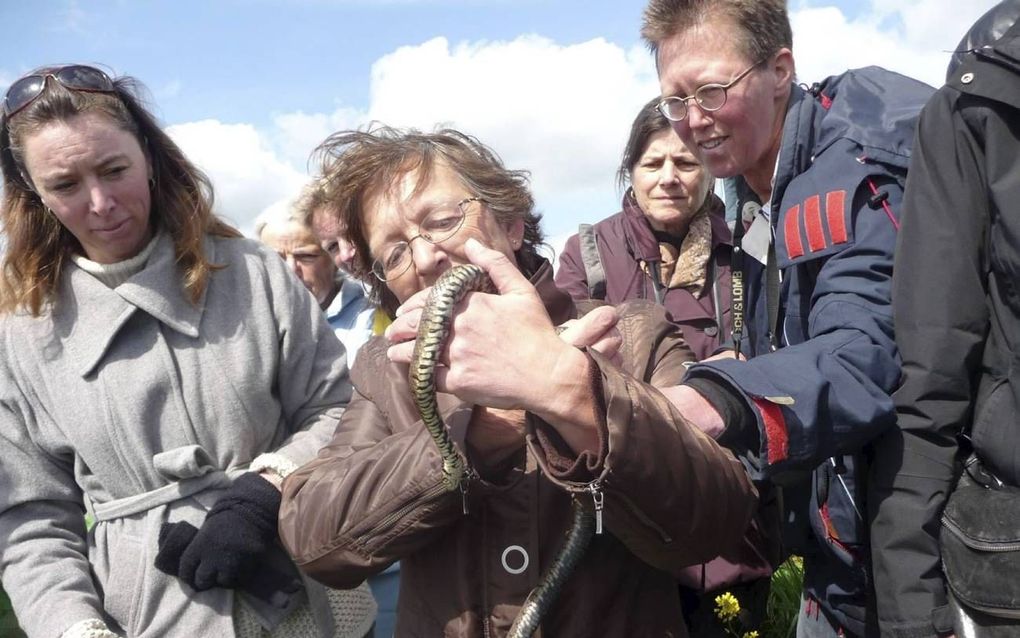 „Die ringslang was een grote, het was een vrouwtje. Als je die in handen hebt gehad, vergeet je dat je leven lang niet.” Foto Jan van den Berg