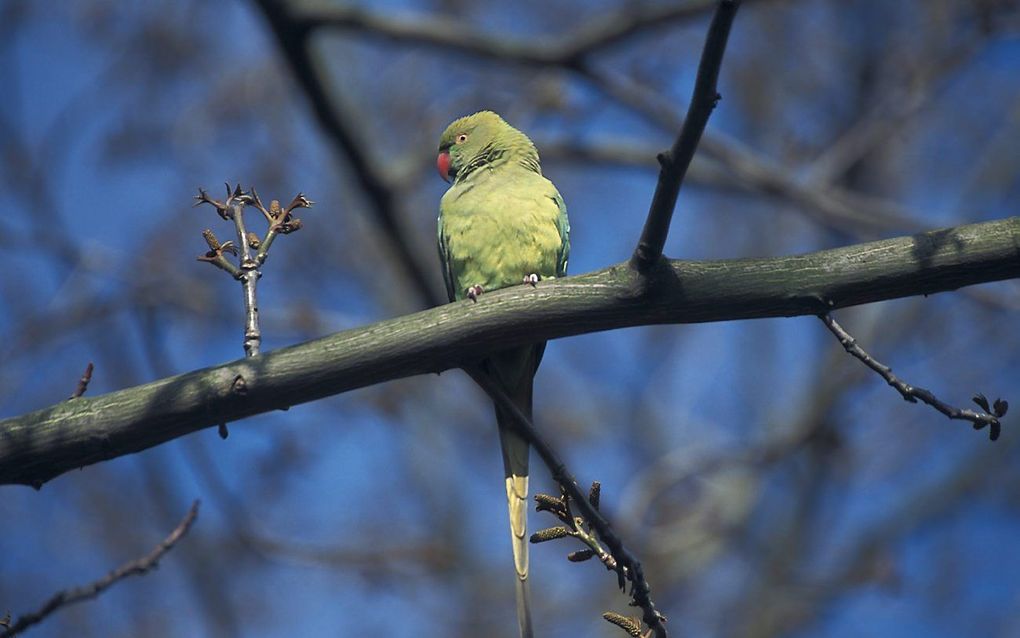 Parkiet. Foto RD