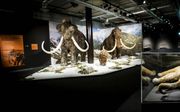 Geneticus Church bouwt DNA van een Aziatische olifant om naar DNA van de uitgestorven mammoet. De toegevoegde genen coderen onder meer dicht haar en een vetlaag. beeld ANP, Remko de Waal