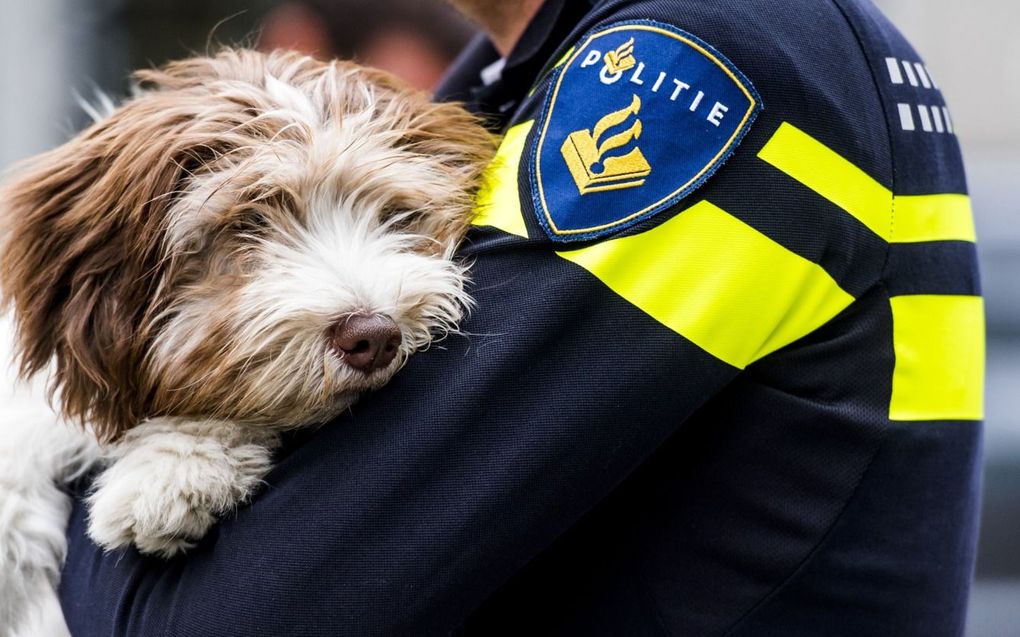 Aaihond Kyara van de Rotterdamse politie. Het dier is opgeleid ten behoeve van slachtoffers van een ernstig (zeden)misdrijf. beeld ANP, Marco de Swart