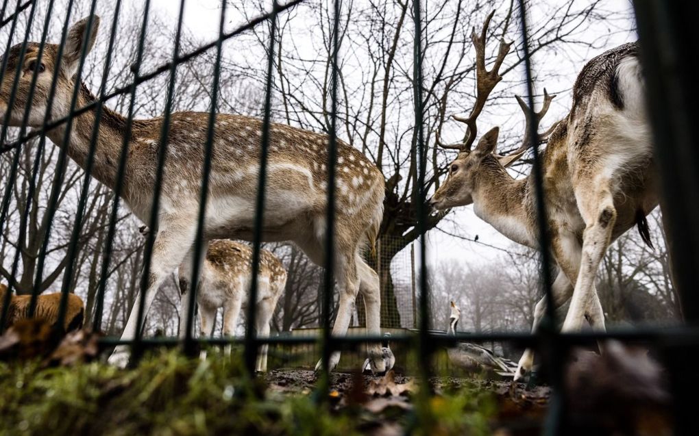 Hertenkampen gaan verdwijnen. Vanaf 2024 mogen er geen nieuwe dieren meer bij komen. beeld ANP, Rob Engelaar