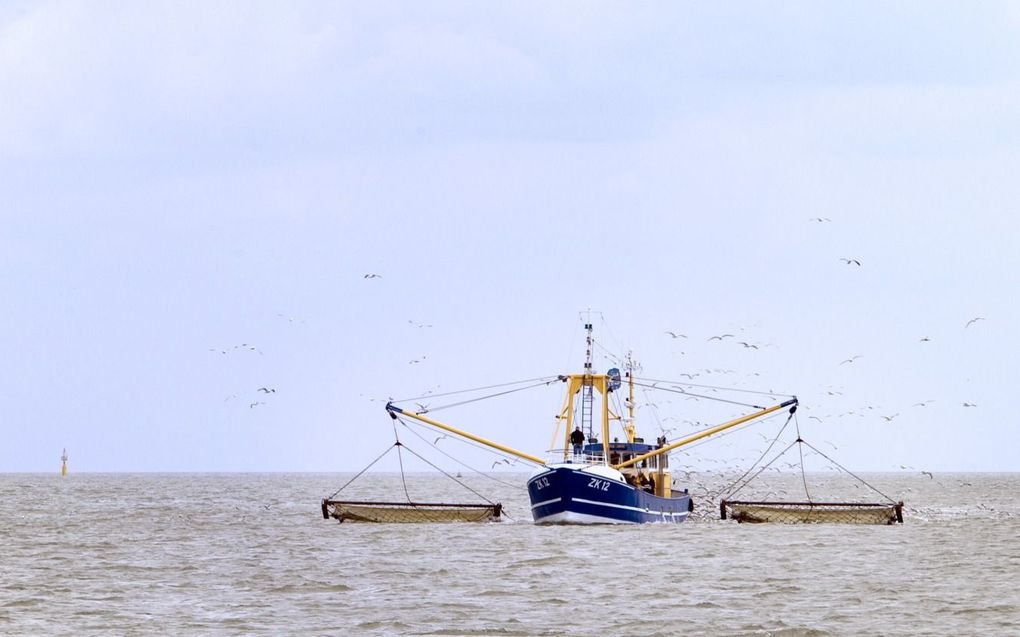 Garnalenvissers halen 80 tot 90 procent van hun vangst uit beschermde Natura 2000-gebieden: de Waddenzee en de kustwateren. beeld Lex van Lieshout