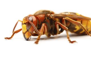 De hoornaar is verreweg onze grootste wespensoort. beeld iStock