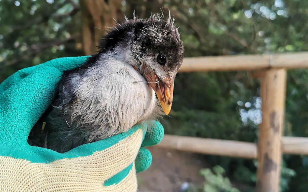 Een meerkoet, bevrijd uit zijn strik. beeld Dierenbescherming