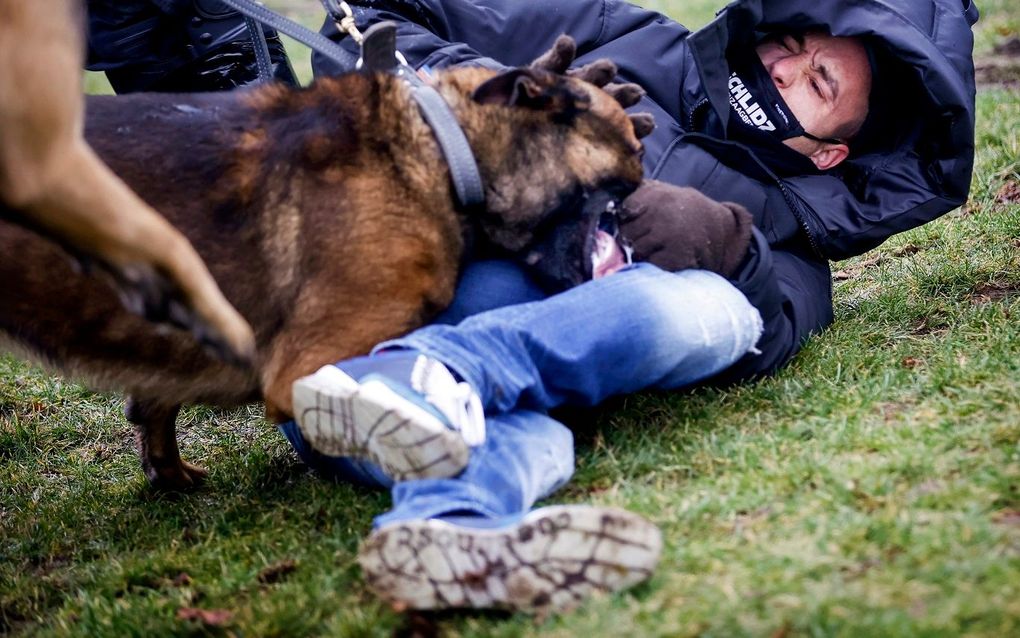 Een demonstrant in gevecht met een politiehond op het Museumplein, waar demonstranten zich hadden verzameld uit protest tegen de geldende coronamaatregelen en het beleid van demissionair premier Mark Rutte. beeld ANP