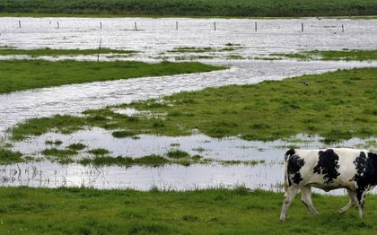 „Er zullen wat echte koeien nodig blijven om met vlaaien de mestkevers te voeden.” beeld ANP, Robert Vos