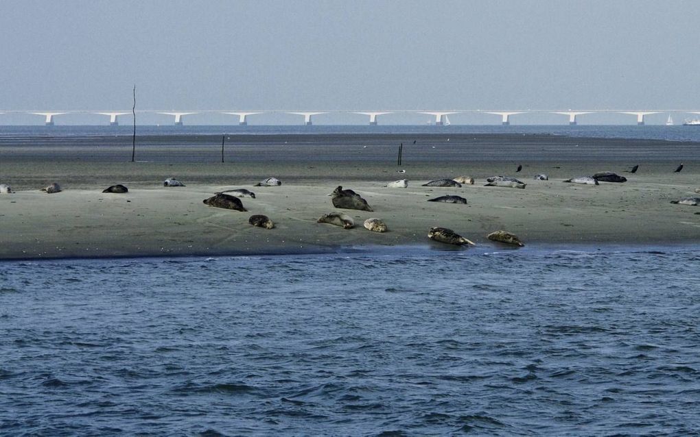 De circa 30 miljoen kilo ongebruikte wapens die Defensie tot 1967 in de Oosterschelde dumpte baart diverse instanties zorgen. beeld Van Scheyen Fotografie