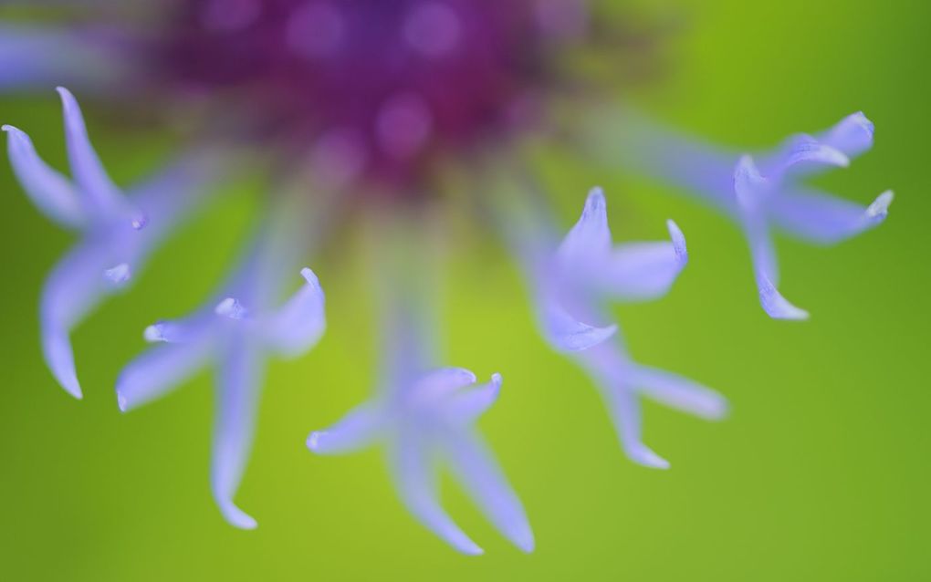 De zomers in Noorwegen zijn kort maar kleurrijk. De korenbloem bloeit in de bergen van het Noorse Sleneset. beeld Staffan Widstrand